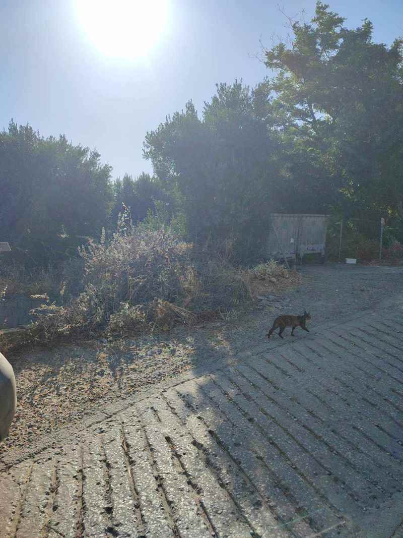 agios giannis 2