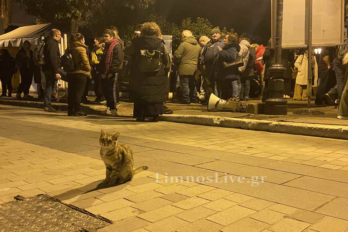 a cat sitting on a brick sidewalk with people standing around