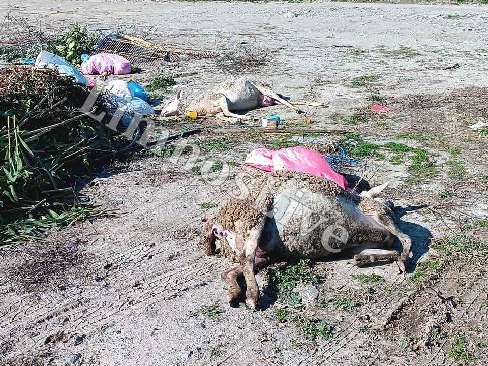 animals lying on the ground