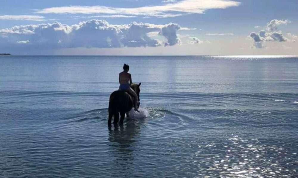 texas horse