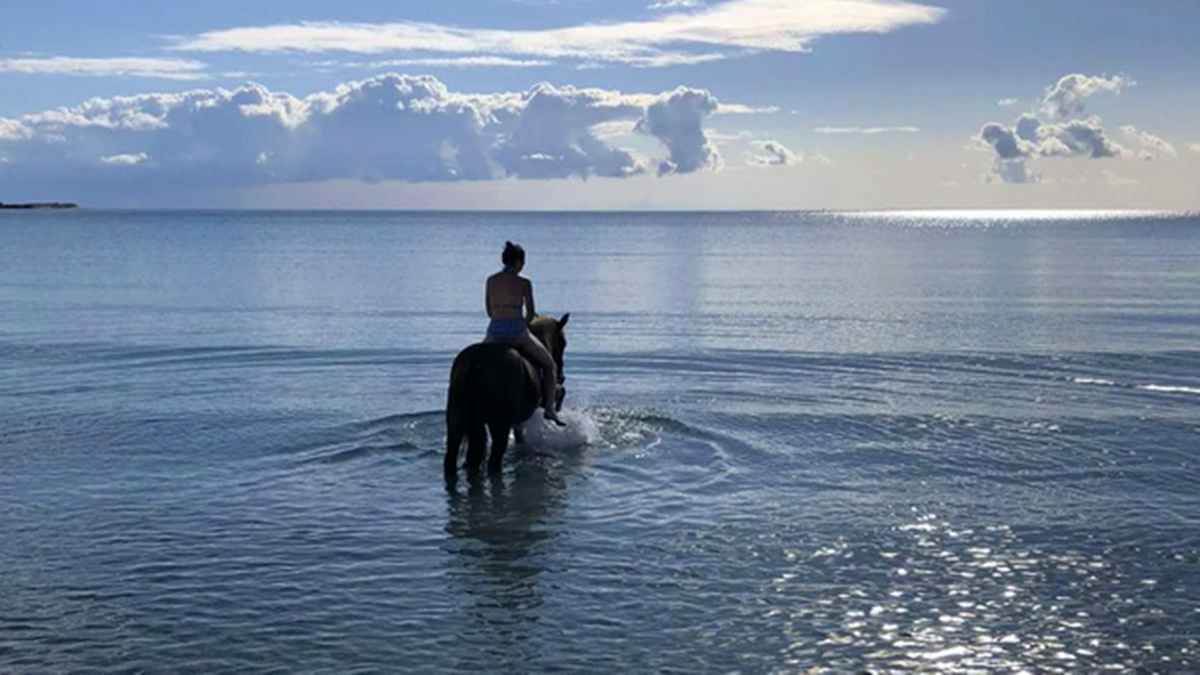 texas horse