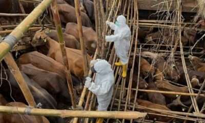 Άνθρωποι ανάμεσα σε ζώακρούσματα αφθώδους πυρετού