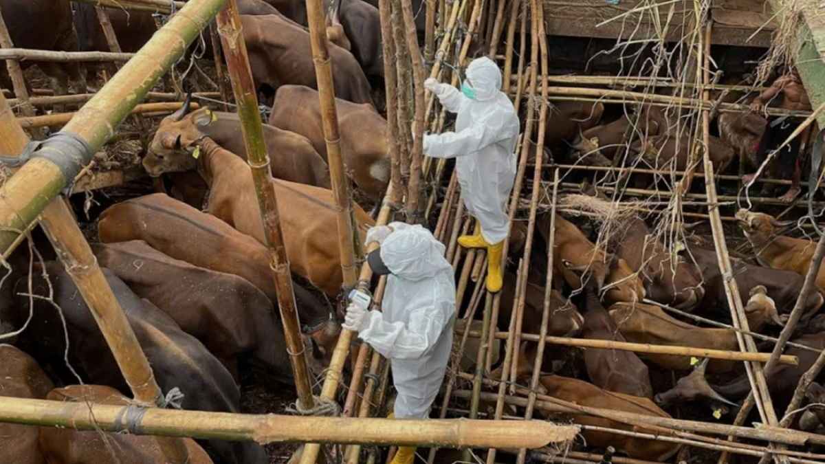Άνθρωποι ανάμεσα σε ζώακρούσματα αφθώδους πυρετού