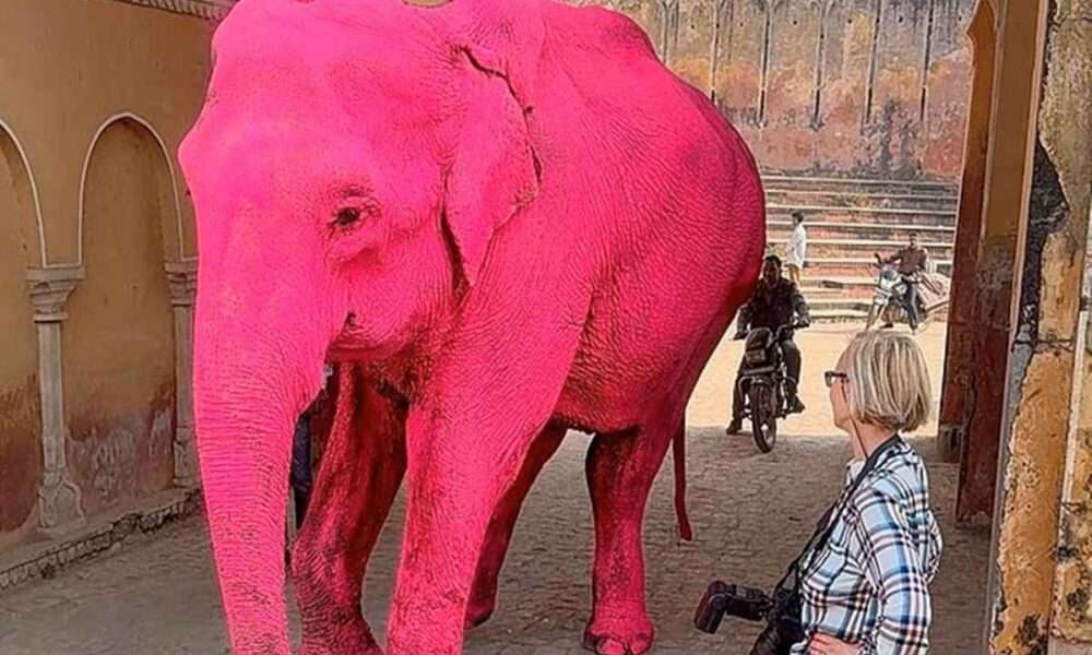 Φωτογράφος έβαψε ελέφαντα ροζ για... κάδρο - Πέθανε λίγο μετά το ζώο