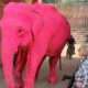 Φωτογράφος έβαψε ελέφαντα ροζ για... κάδρο - Πέθανε λίγο μετά το ζώο