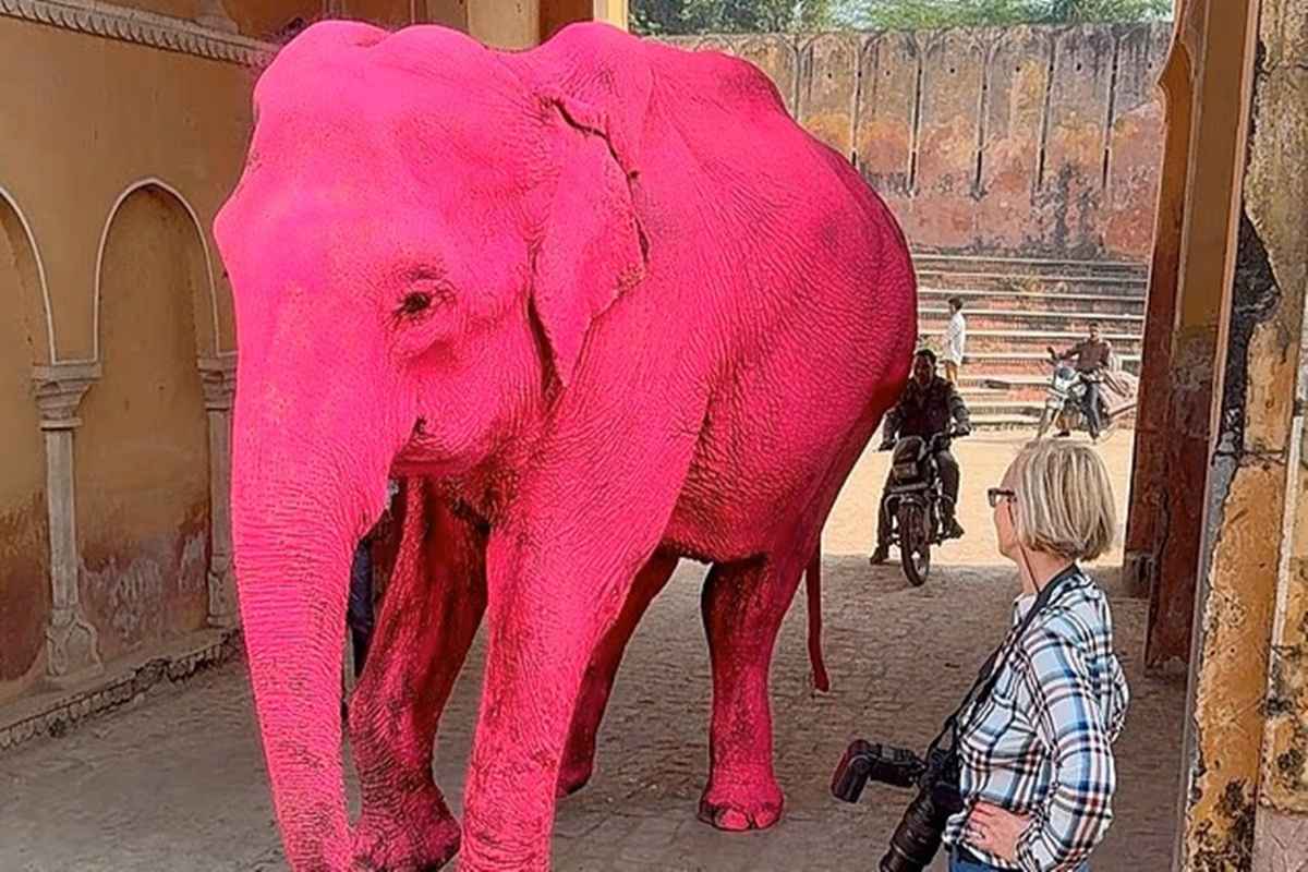 Φωτογράφος έβαψε ελέφαντα ροζ για... κάδρο - Πέθανε λίγο μετά το ζώο
