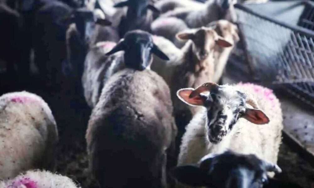 αφθώδη πυρετό στη Λέσβο