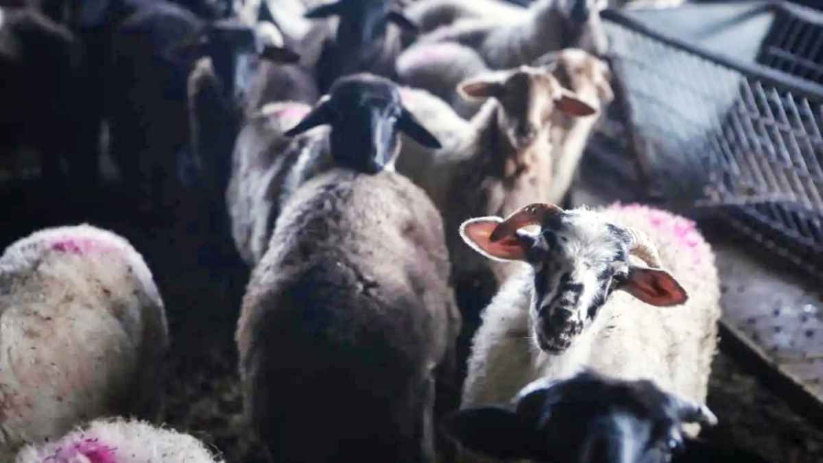 αφθώδη πυρετό στη Λέσβο