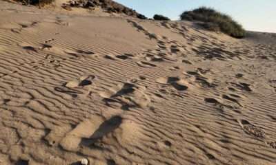 AMMOTHINES 4
