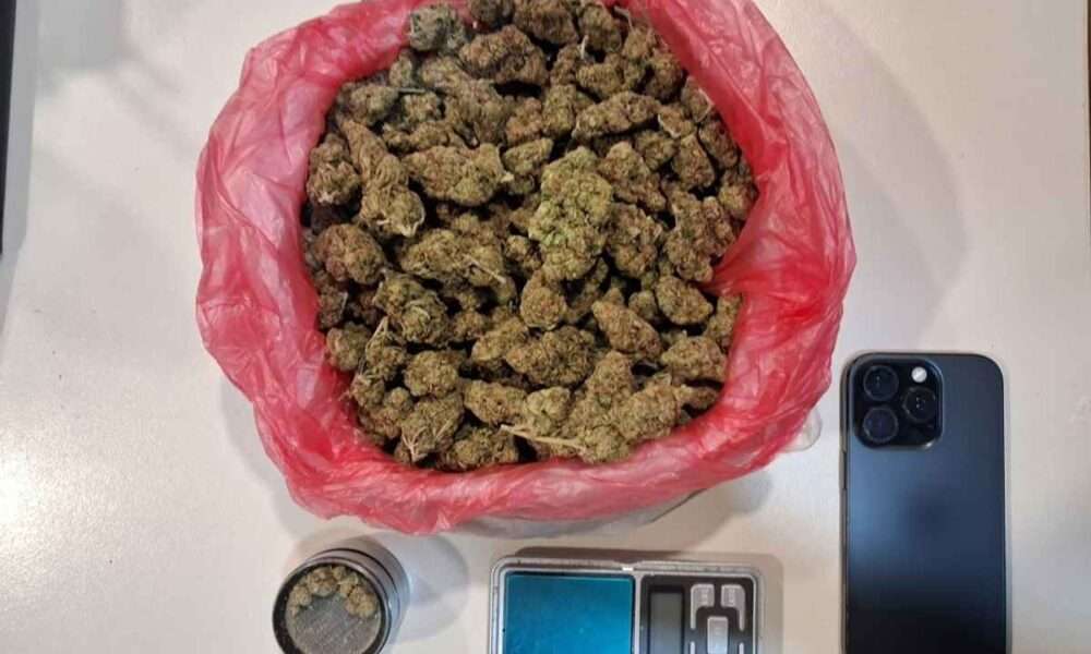 Skunk