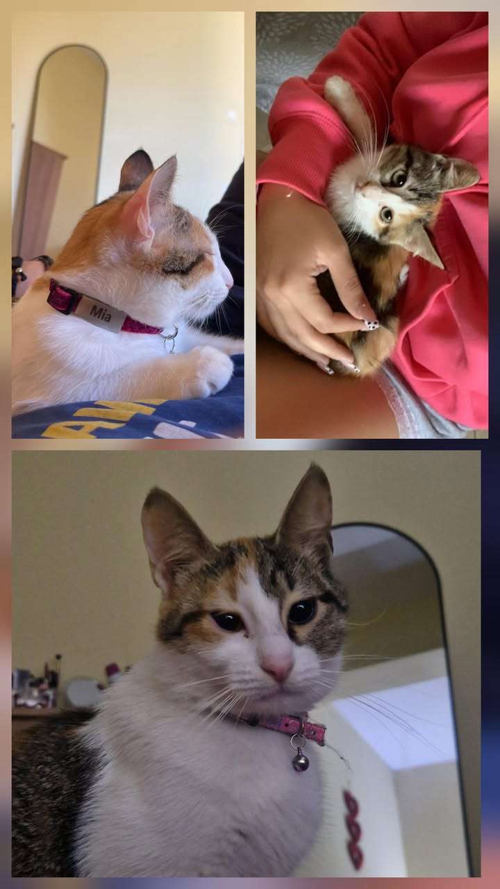 gata