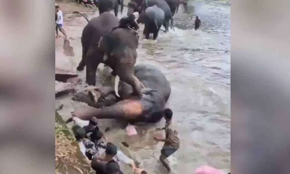 india elefantes