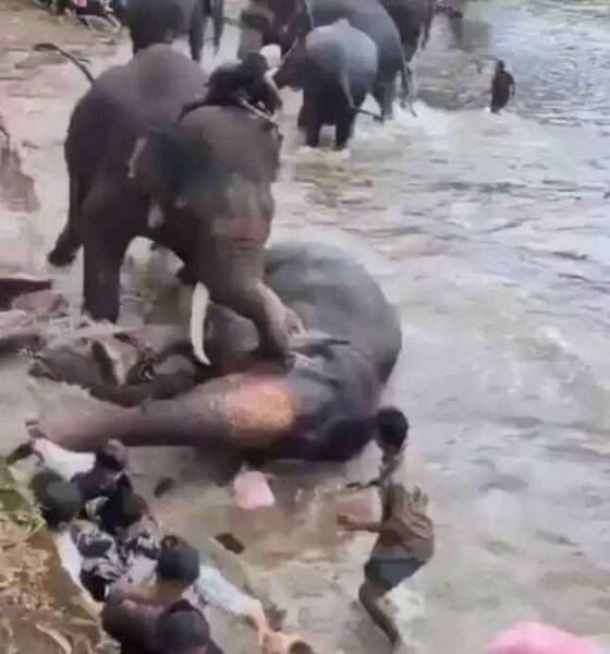 india elefantes