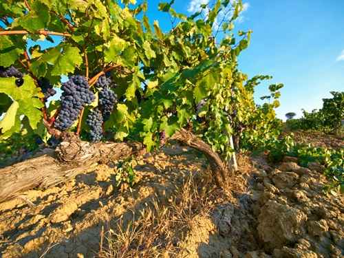 sunlit vineyard row with ripening grapes