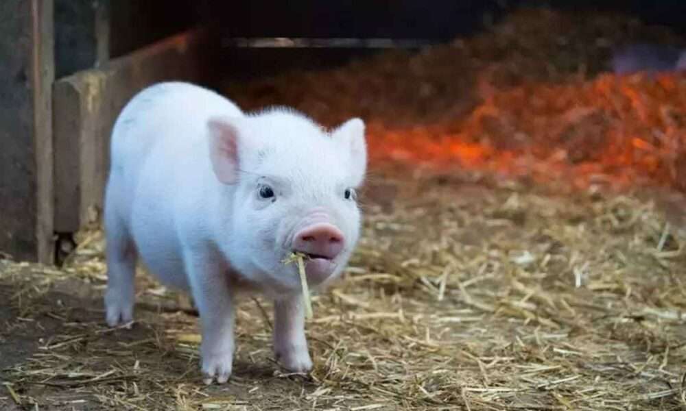 GOUROUNI