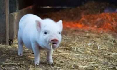 GOUROUNI
