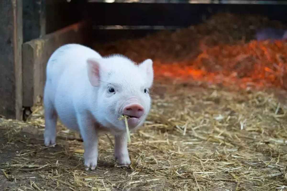 GOUROUNI