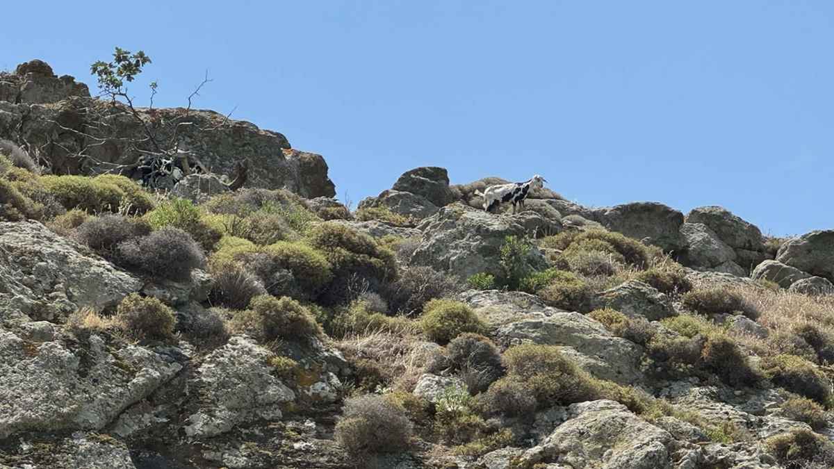 NEW BLUE ISLAND KATSIKIA 2