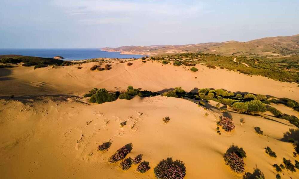 ammothines limnos