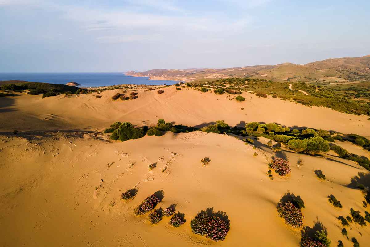 ammothines limnos