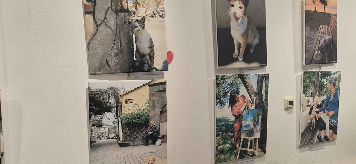 Η Λήμνος αγκάλιασε τα αδέσποτα - Μεγάλη επιτυχία για την Έκθεση "Αδέσποτα Λήμνου" (εικόνες) 38 filozoiki 2