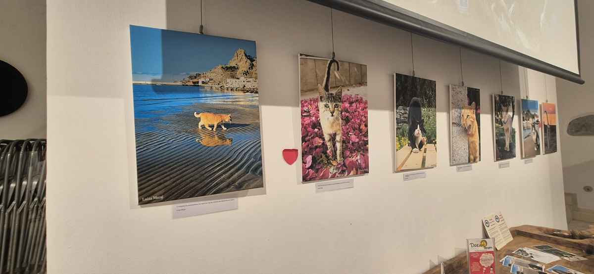 Η Λήμνος αγκάλιασε τα αδέσποτα - Μεγάλη επιτυχία για την Έκθεση "Αδέσποτα Λήμνου" (εικόνες) 42 filozoiki 6