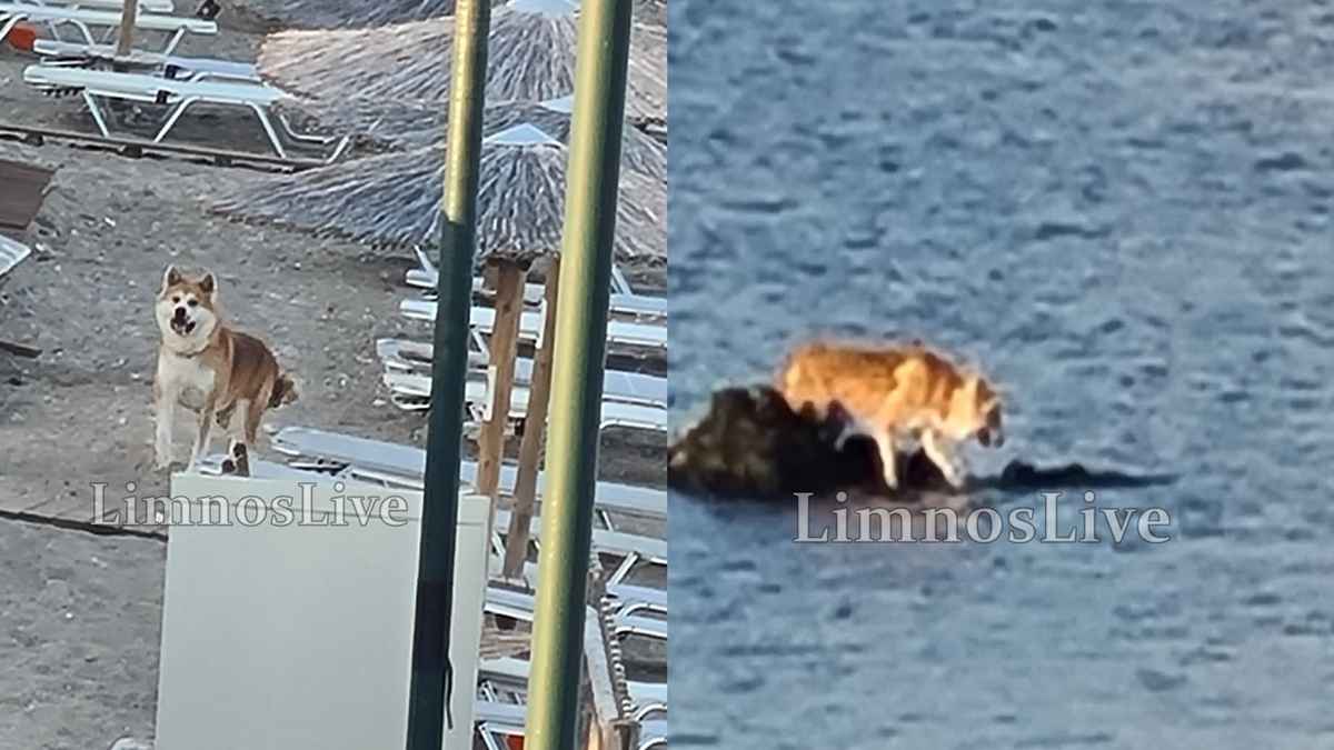 skilos diasosi