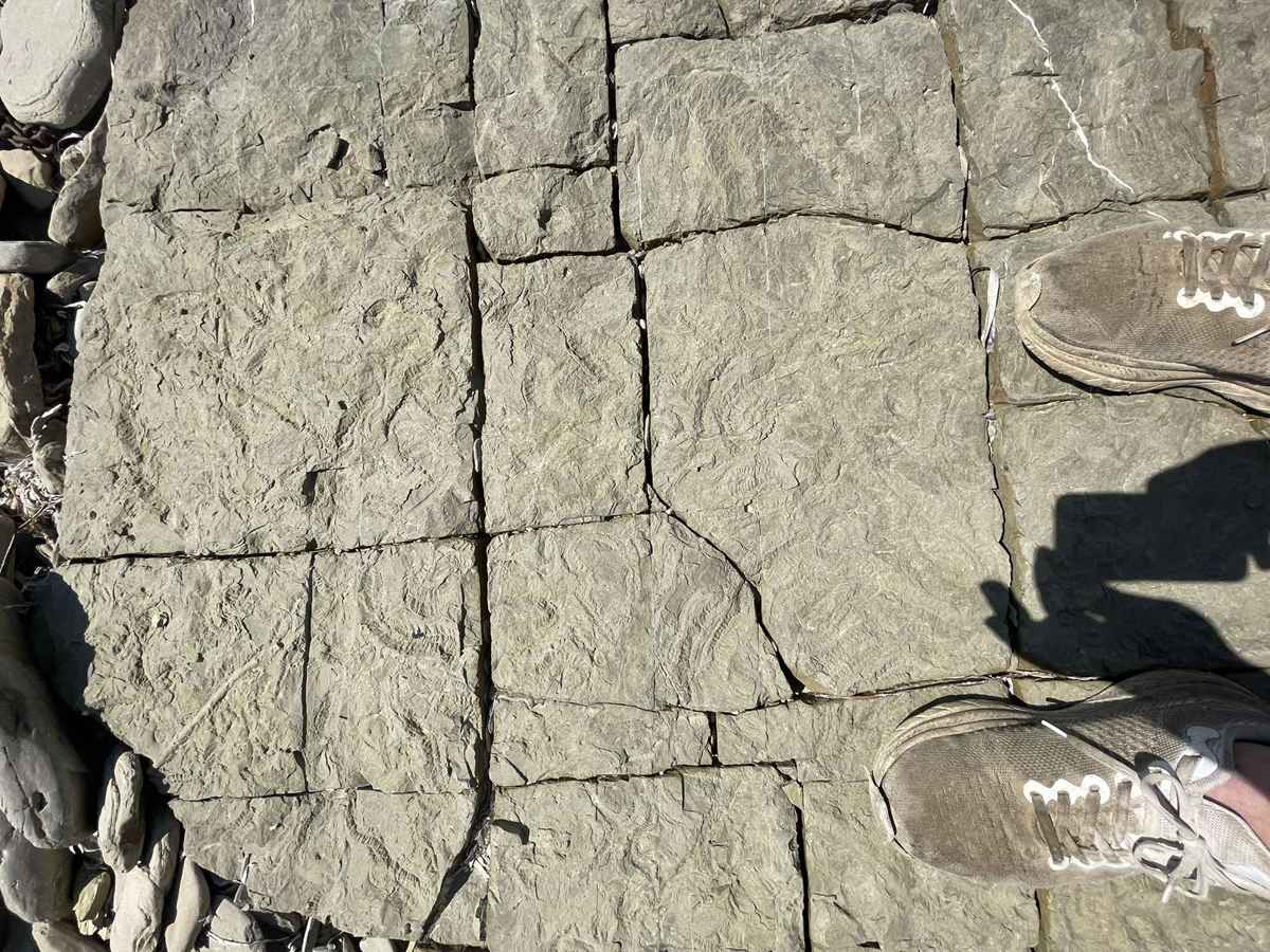 Λήμνος: Μια συγκινητική έκκληση από τον Καναδά «Σώστε τα απολιθώματα στην Πλάκα πριν τα καταπιεί η θάλασσα» (εικόνες) 39 PLAKA 3