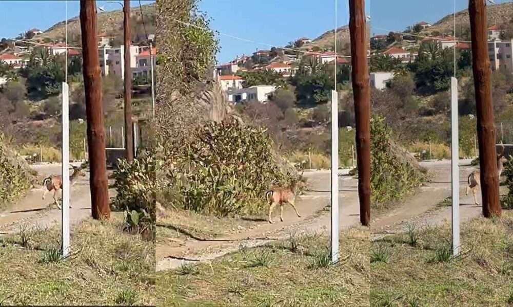 elafi kommeno podi