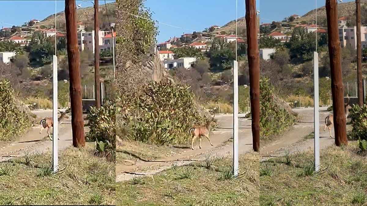 elafi kommeno podi